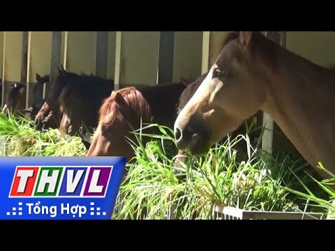 , title : 'THVL | Trang trại nuôi ngựa chỉ để dành… cứu người'