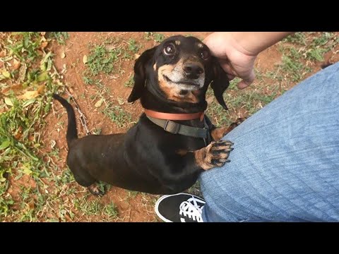 These dogs that prove we don’t deserve dogs