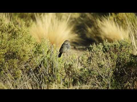 Yal Negro (Rhopospina fruticeti) - canto, Rinconada - Jujuy 1/9/2025