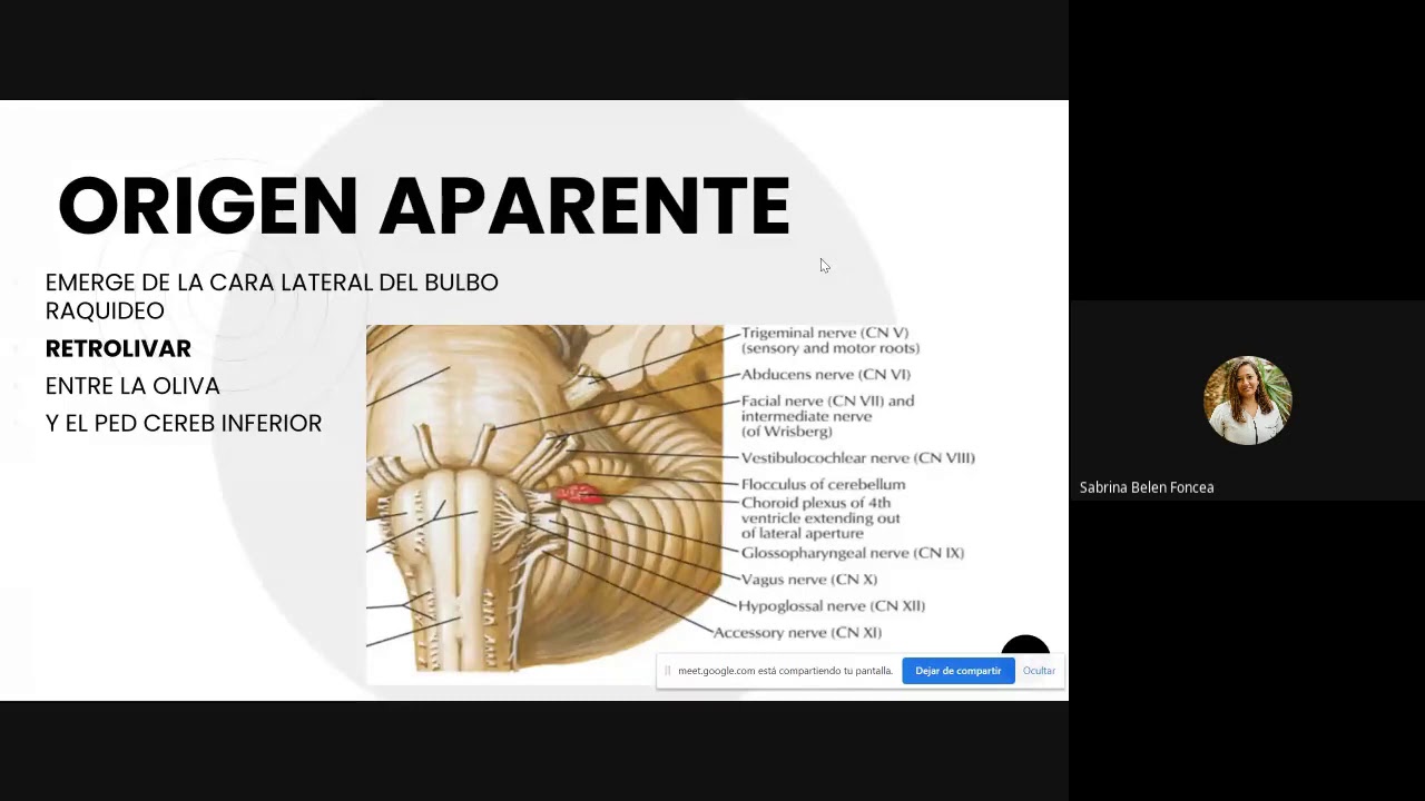 IX PAR CRANEAL- NERVIO GLOSOFARINGEO - ANATOMIA