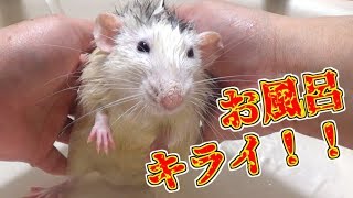 ファンシーラットのセロ君のお風呂はヤバかった！暴れまくり～！(ゆっくり実況音声あり)