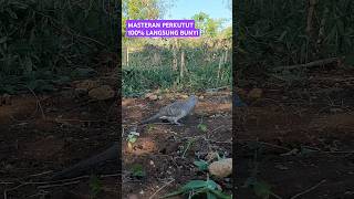 Download lagu Masteran burung perkutut langsung bunyi #perkutut #birds #shorts mp3