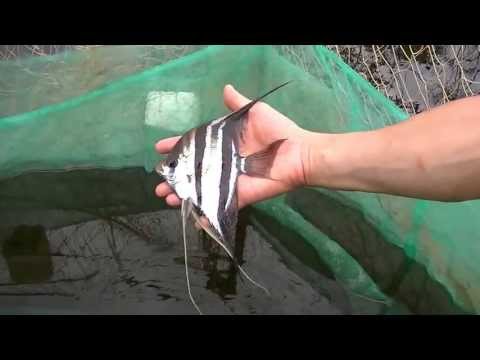 Fishing Pterophyllum altum in Atabapo