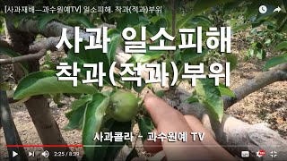 [사과재배] 일소피해. 착과(적과)부위