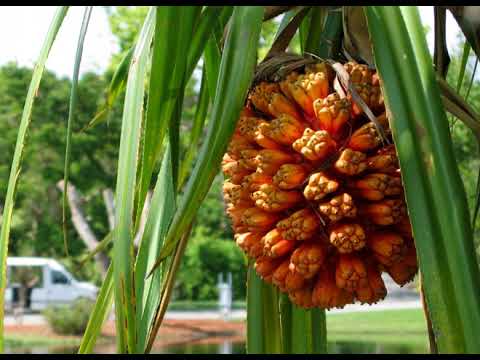 FUNGA'ONETAKA (NAVUTOKA) 'ONETAKA