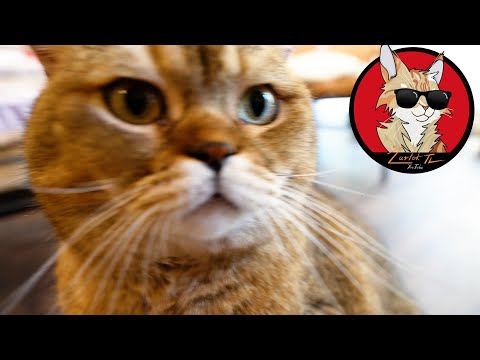 Kociarnia w Warszawie - Kocia Kawiarnia i Restauracja PURR PURR