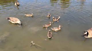 Geese and Ducks: A Pondside Escape - 30-Minute Relaxation Video