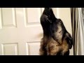 Best German Shepherd Dog  Howling for  his mama