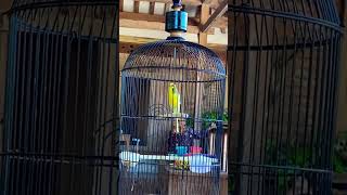 Download lagu Kenari isian siskin | lagu enak | #kenaripaud #kenarigacor #kenariisian #kenari #kenariindonesia mp3 Download lagu Kenari isian siskin | lagu enak | #kenaripaud #kenarigacor #kenariisian #kenari #kenariindonesia mp3