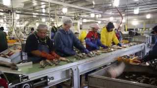 preview picture of video 'Processing salmon fish at the local Petersburg Cannery in Alaska'