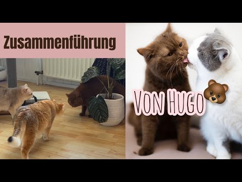 Bringing Hugo together 🐻 | Tips & Experiences | sinascolorcats