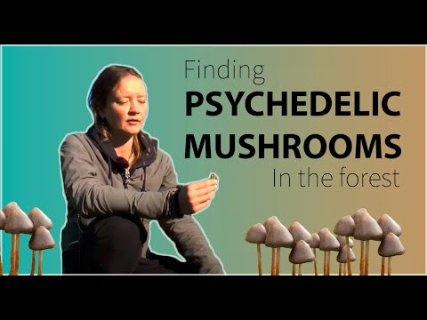 Finding Psychedelic Mushrooms