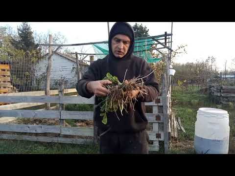 Mélymulcs 39 - Egy elhanyagolt mélymulcsos kert avagy hogyan virul tovább a mélymulcs nélkülünk is