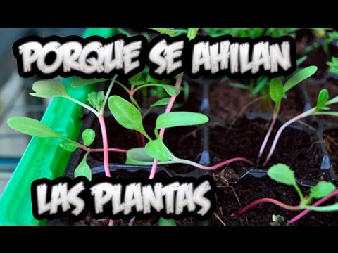 , title : 'Problemas En El Semillero : Porque Se Ahilan Las Plantas Y Solucion || La Huertina De Toni'