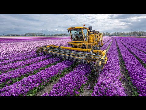 How Farmers Produce and Harvest 2 Billion Tulip Bulbs | Modern Tulip Growing & Harvesting Technology
