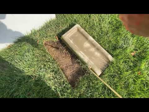 Clover Mites Soaking Up the Sun in Holmdel, NJ