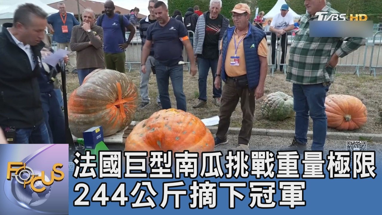 巨型南瓜怎麼種出來?法國244公斤南瓜冠軍 揭密基因選育與農業韌性