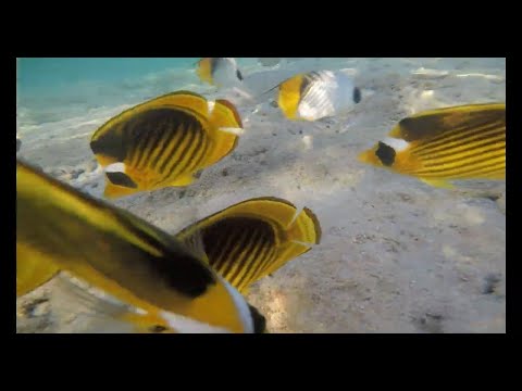 FEEL YOUR LOVE - BHASKAR, LUCAS ESTRADA, EEVA