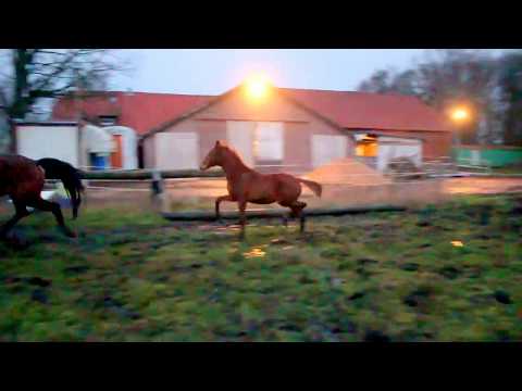 FOR SALE: Santo Domingo / San Amour - Quaterback - Rubinstein - Stamm Rubin Royal!  Duir Ask Ichschi