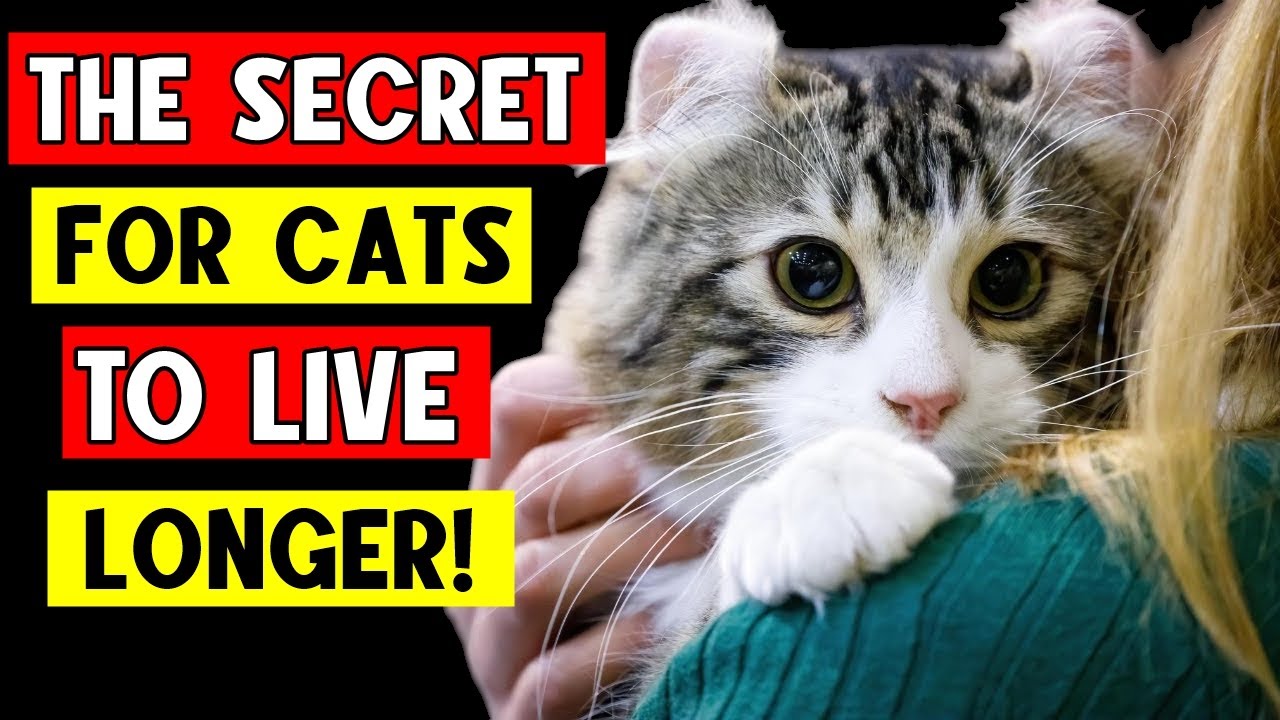 Do You Want Your Cat to Live Many Years? Then You NEED to Know THESE 10 THINGS!