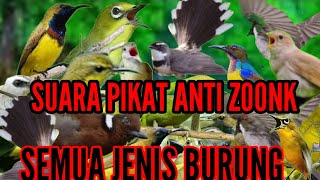 Download lagu suara pikat semua jenis burung kecil paling ampuh || menjerit kejepit mp3