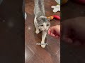Why They Almost Euthanized this Cat💔 insta: kittyboyandfriends