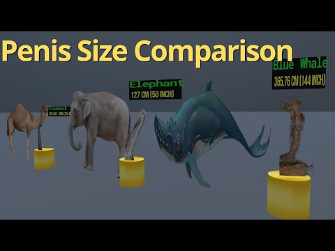 Size Matters: Exploring the Diverse World of Genitalia in Nature