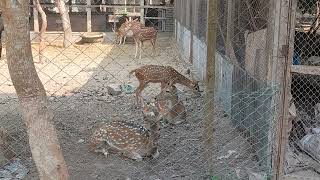 রাজবাড়ীর হরিণের খামার