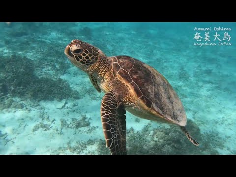 2022 Amami Oshima Island, Kagoshima Japan 奄美大島 (5min)