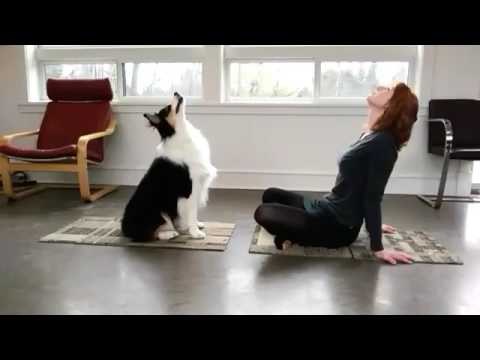 Yoga Dog