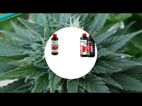 TROPICAL POWER DE KAYA SPAIN QUALITY CON ABONOS PRO-XL.