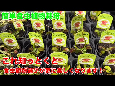 植物の中の小さな白い虫は何ですか?何が彼らを惹きつけるのでしょうか？それらを解消するための4つの自然療法  庭園