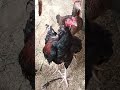 Desi Chicken One Boy And Two Desi Girls