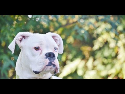 BOXER ALBINO PODEROSO AGIL E INTELIGENTE RAZAS DE PERROS