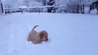 Puppy's first snow fall