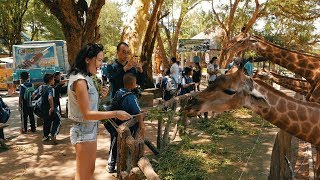 Зоопарк в Паттайе. Открытый зоопарк Кхао Кхео. Встреча с жирафами./ Khao Kheow Open Zoo Pattaya