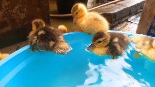 Bebek Bebek Lucu Melompat di Air Sambil Berenang dikolam  Warna Warni Biru Pelangi