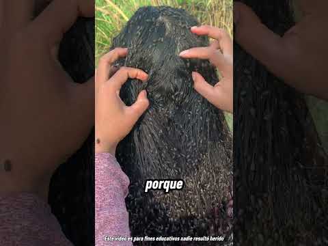 Nunca duermas con el cabello mojado 😴😲