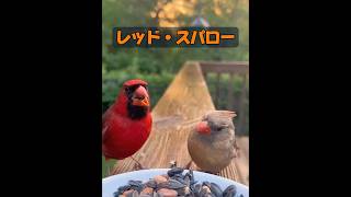 これは『アングリーバード』のプロトタイプですか？ #自然 #動物プロダクション #癒し #animals #動物