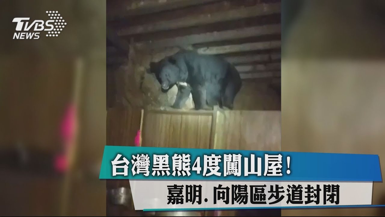 台灣黑熊4度闖山屋! 嘉明、向陽區步道封閉