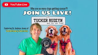 Why Are So Many Dogs Getting Cancer