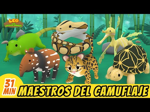 Maestros del Camuflaje Episodio Compilación (Español) - Leo, El Explorador | Animación - Familia