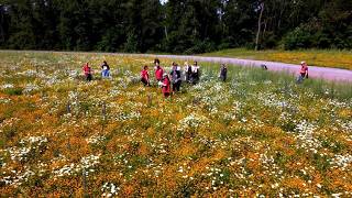 KompetenzGrün | Perspektiven unserer Netzwerkpartner | Naturnahe Blühflächen im 