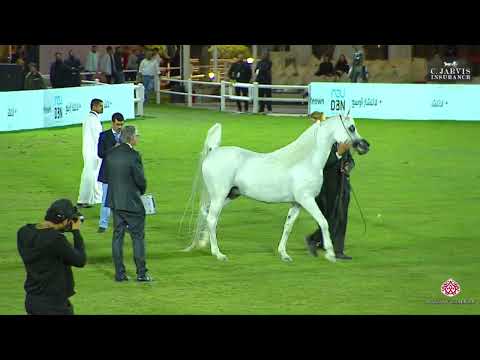 N 175 WORTEX KALLISTE   PSAIAHF 2024   Stallions 10+ Years Old Class 12