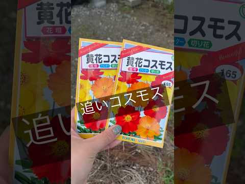 牡丹の栽培 – 花の女王を庭に取り入れる方法  庭園