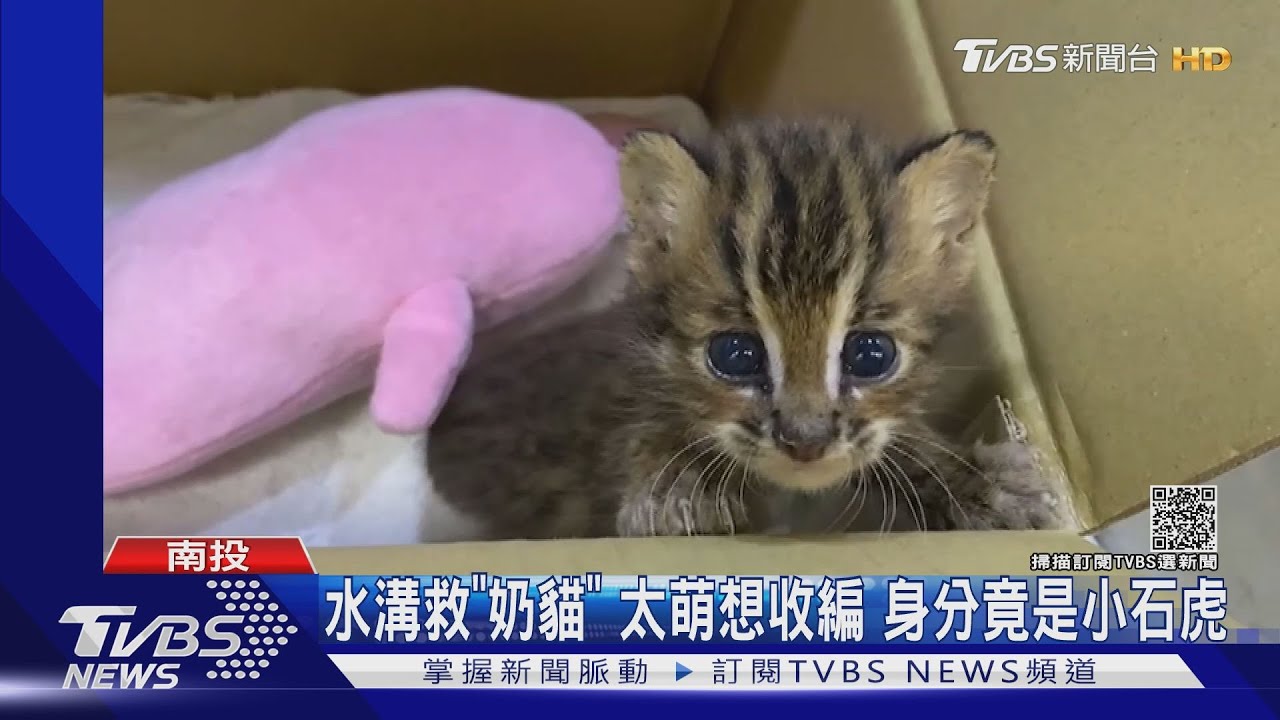 水溝救「奶貓」太萌想收編　真實身分竟是小石虎