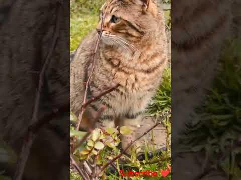 Cats look like tigers#cats #dogs ❤️