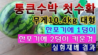 [텃밭농부. 1,158]  우와!  무게 10 4kg 통큰수박 첫수확. 한포기에 1덩이 2덩이를 키운 실험재…