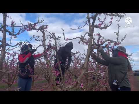 $ 100 - $ 250AUD per day Thinning Peach Flower and Nectarine