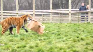 preview picture of video 'Troy & Blades Birthday @ Wingham Wildlife Park'